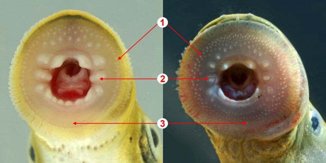 Vergleich Saugscheibe Lampetra Eudontomyzon